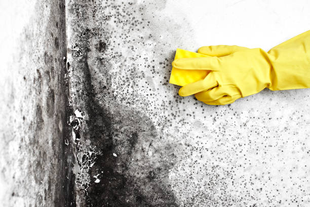 Best Office Mold Removal Services  in King, WI