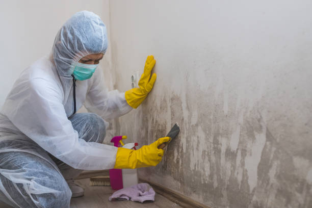Best Commercial Mold Removal  in King, WI