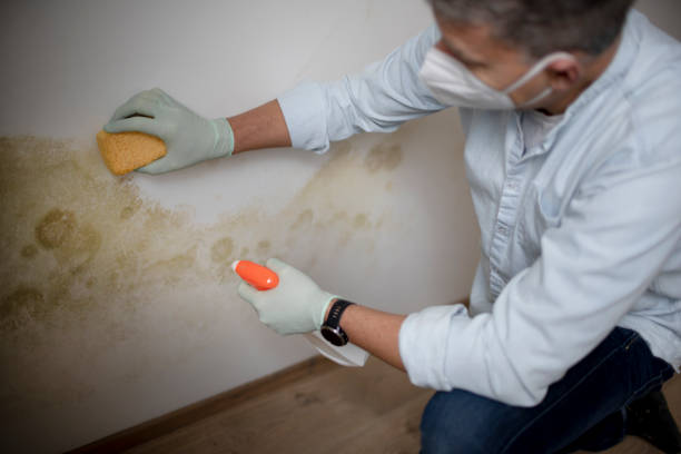 Best Affordable Mold Removal  in King, WI