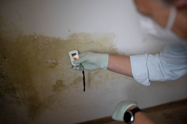 Mold Removal and Inspection in King, WI