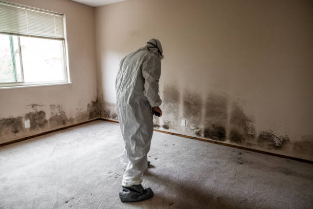Home Mold Removal in King, WI