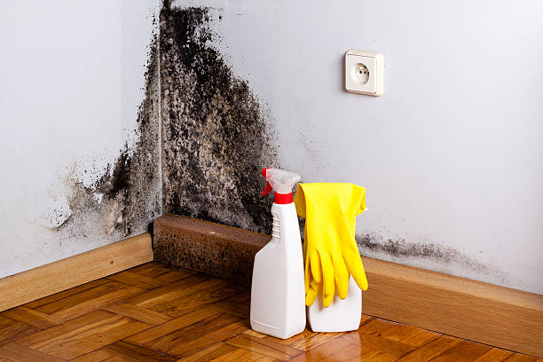 Best Mold Removal Near Me  in King, WI