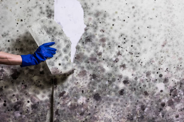 Mold Removal Process in King, WI