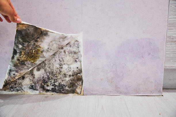 Best Mold Inspection  in King, WI